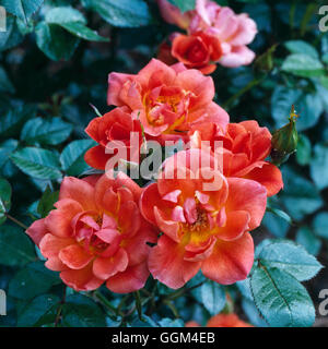 Miniature Rose - Rosa `Anna Ford'   RMN029852 Stock Photo